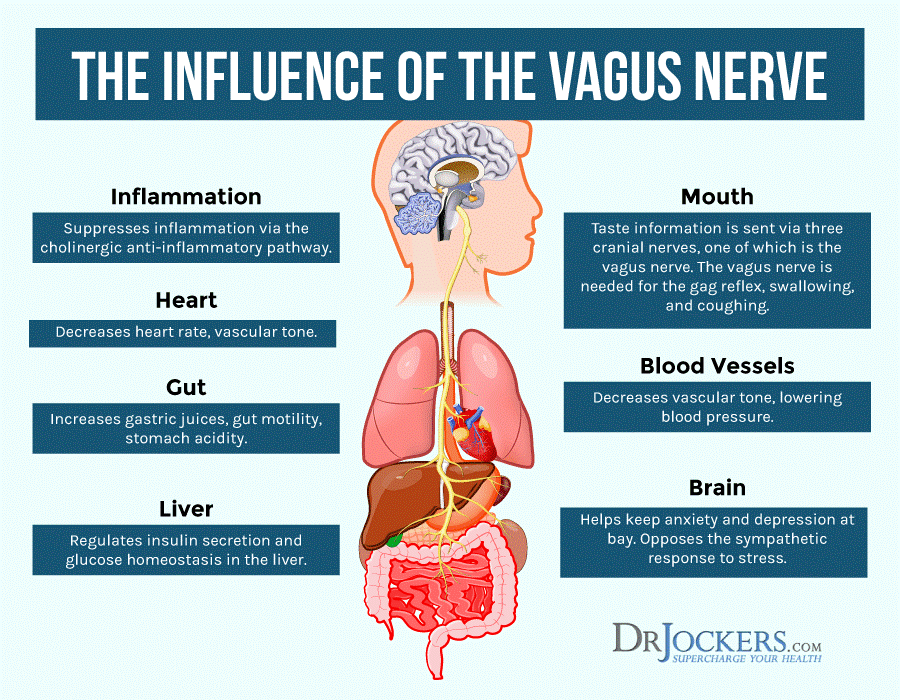 The Influence Of The Vagus Nerve