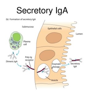 Secretory IGA